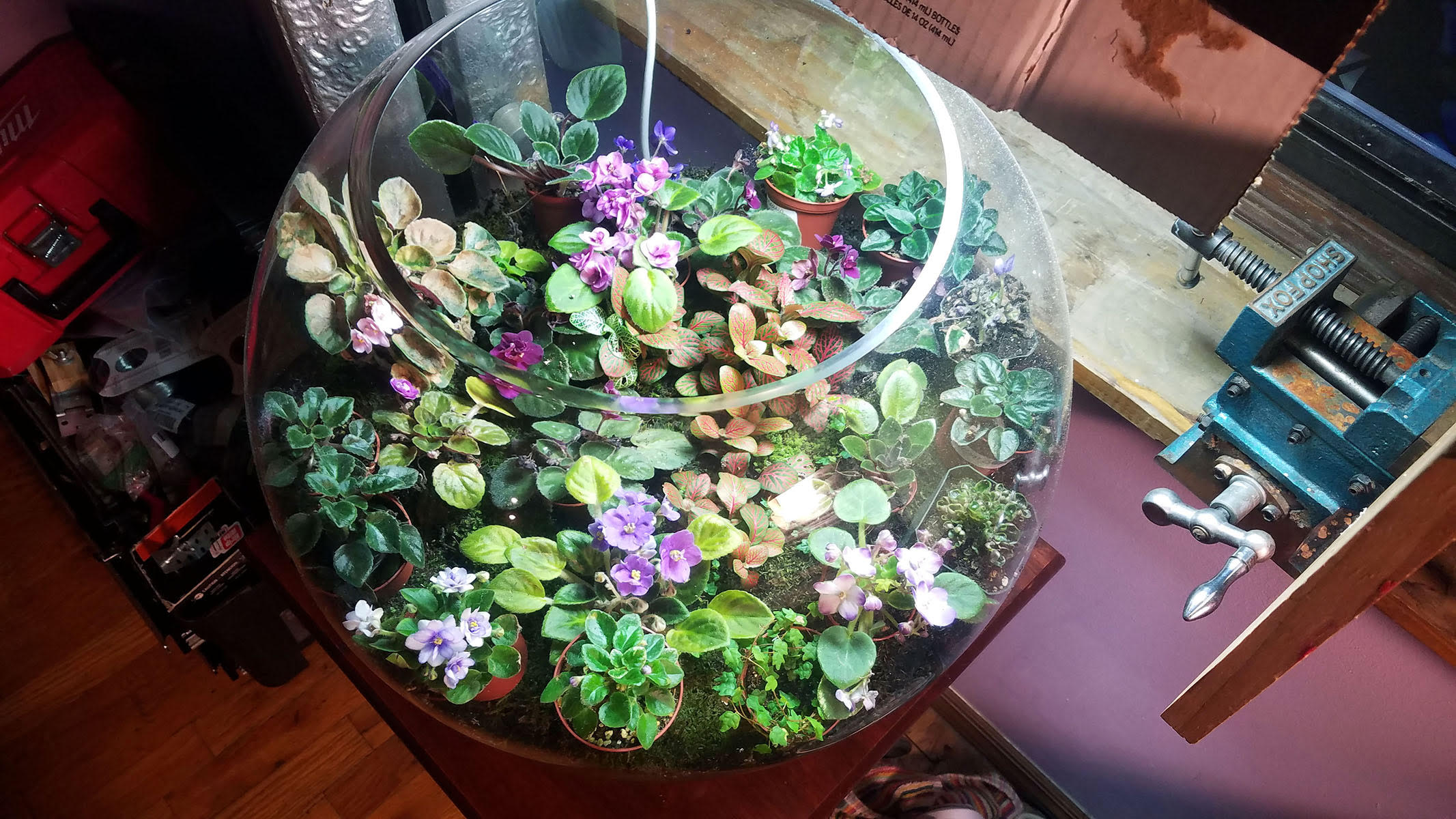 terrarium temporary flowers