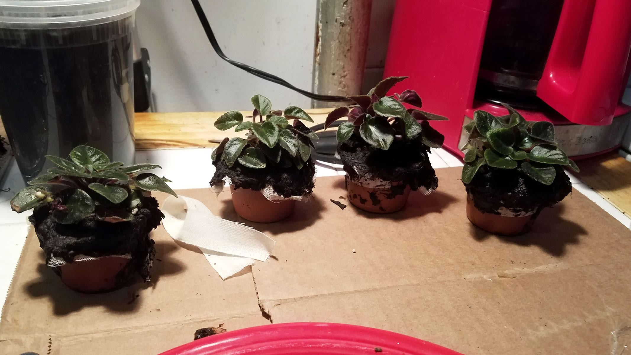 prepped african violets