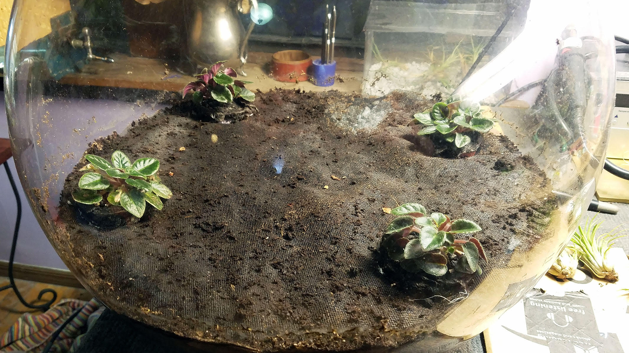 planted african violets
