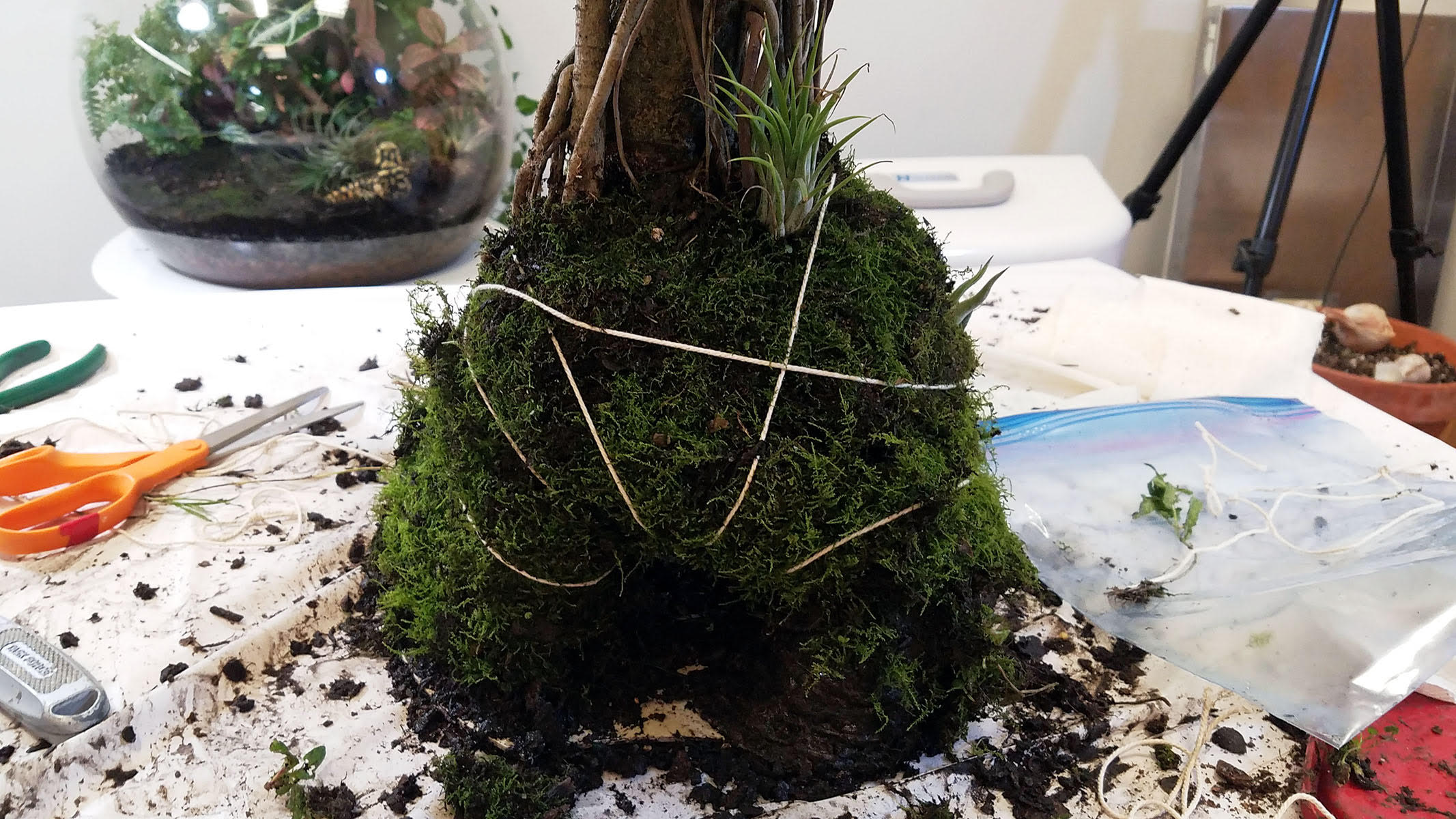 cover tree base with moss