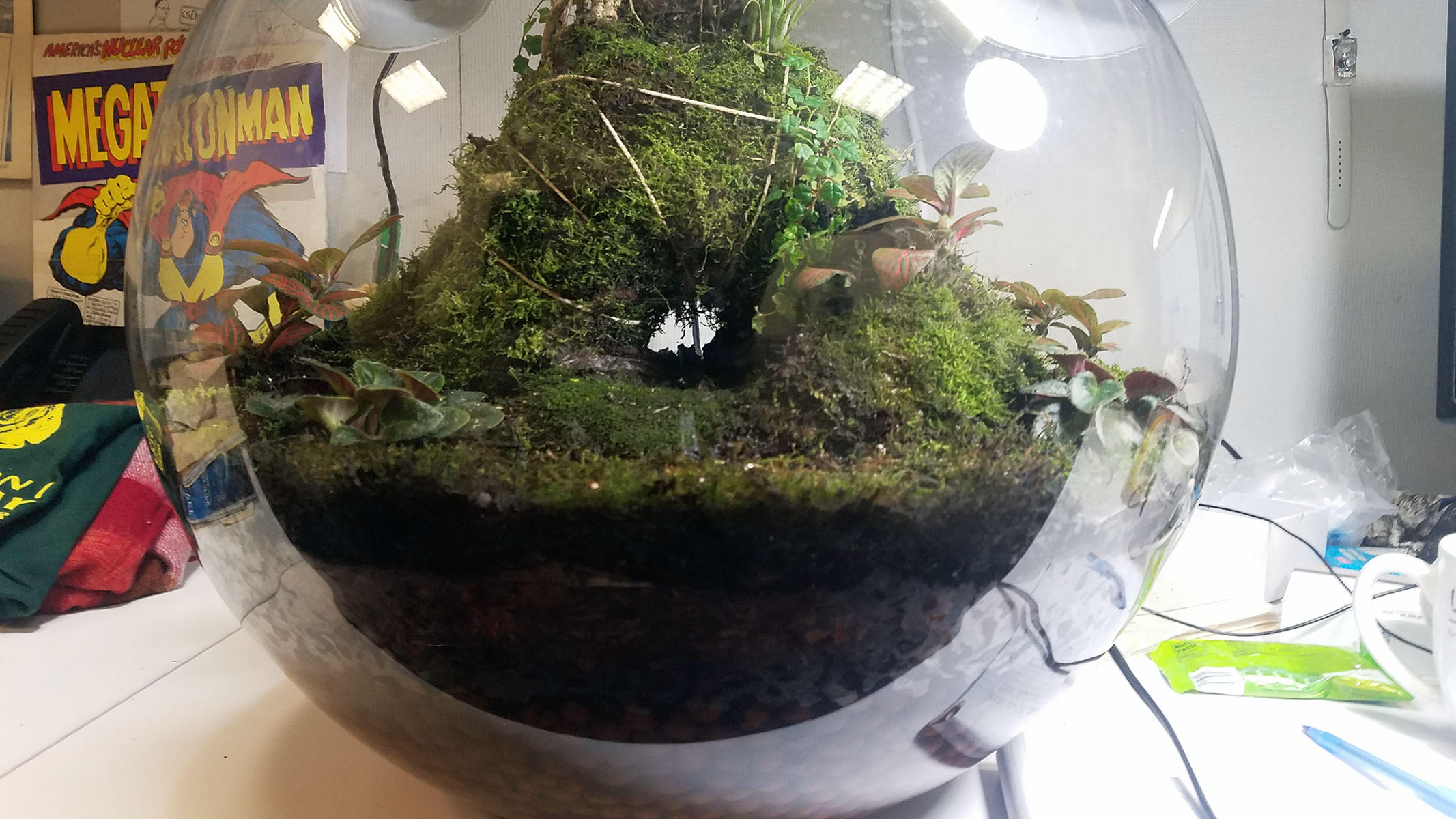 finished terrarium 1