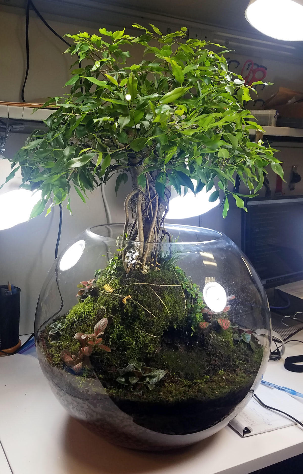 finished terrarium 2