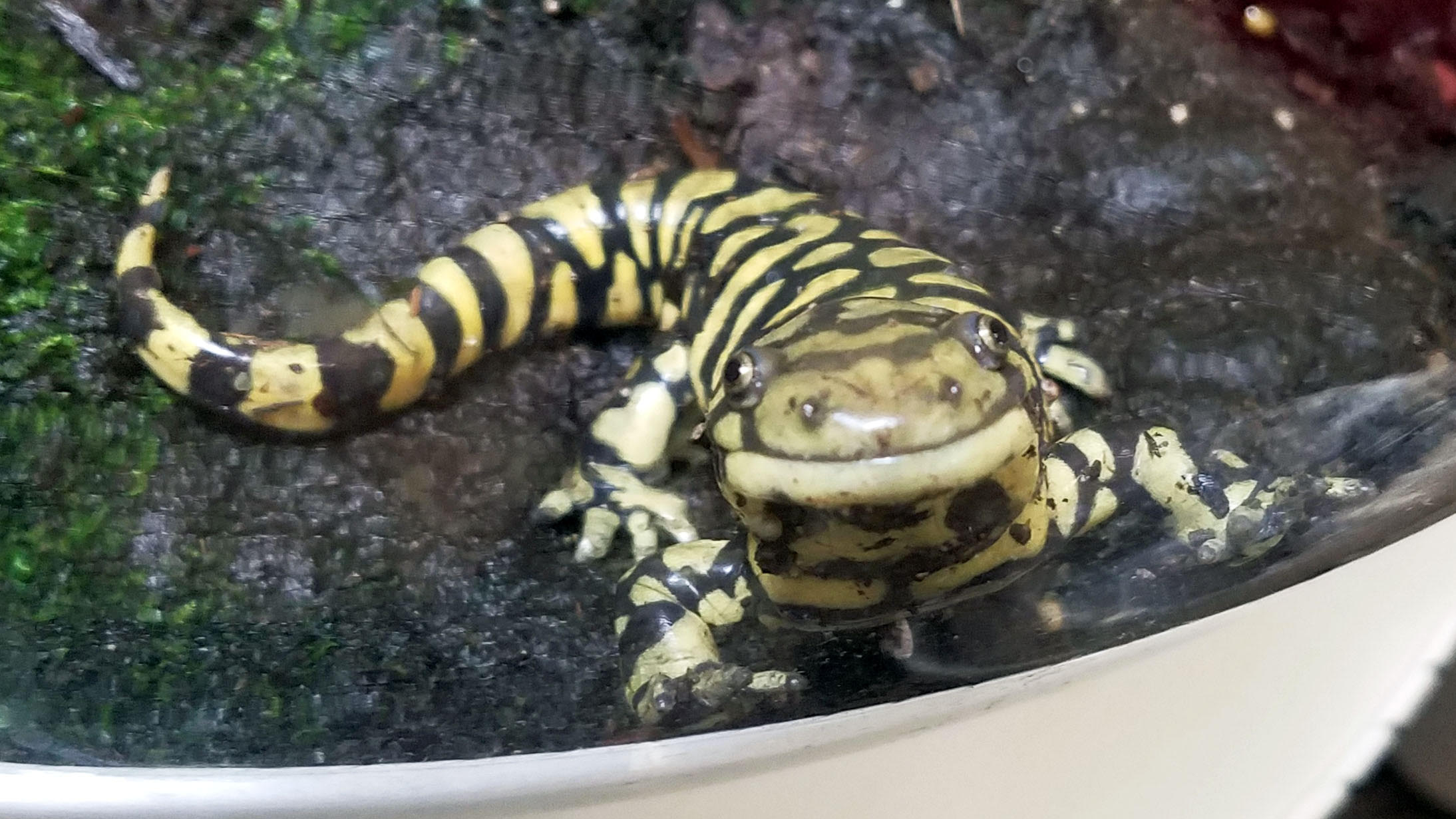 ada the tiger salamander