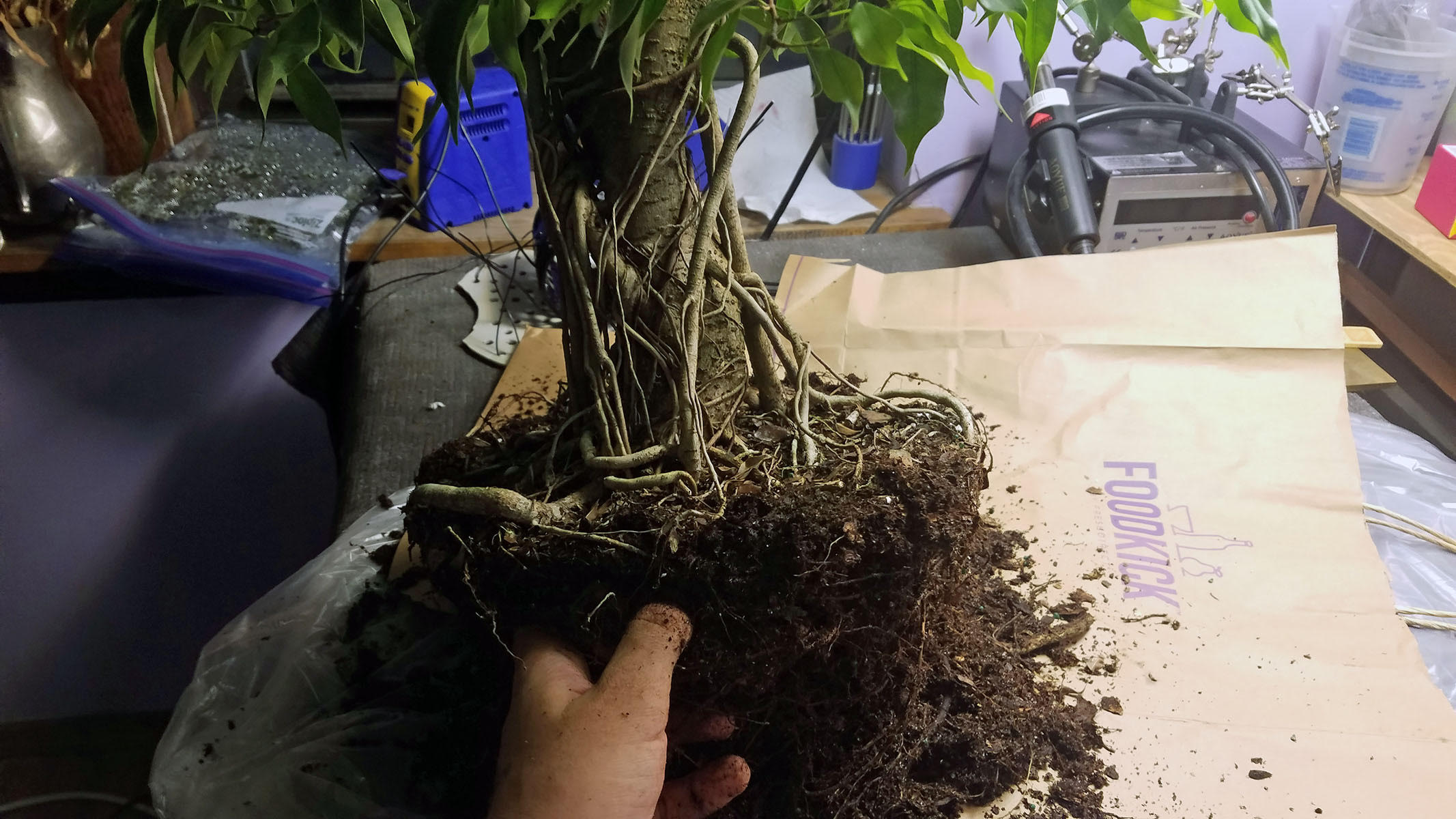 trim tree roots